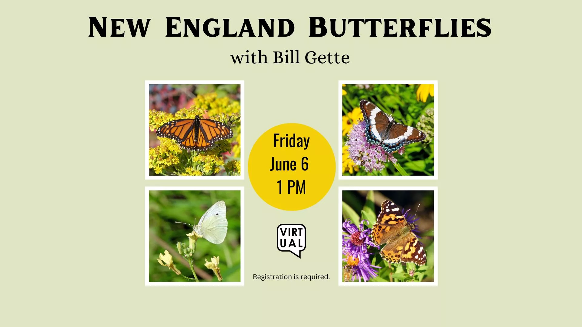 Fri Jun 6 at 1 PM - [VIRTUAL] New England Butterflies with Bill Gette. Registration Required.